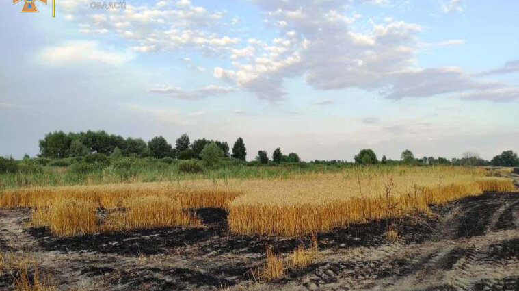 Более 50 гектаров пшеничного поля сгорело в Черниговской области - фото