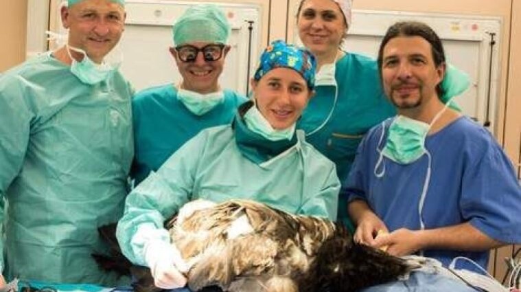 Австрійські медики вперше установили біонічний протез птахові