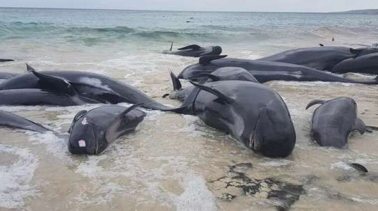 На узбережжі Мозамбіку знайшли більше сотні мертвих дельфінів