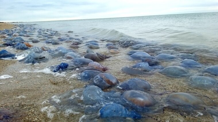 Медузы портят запретный отдых на Азовском море - видео