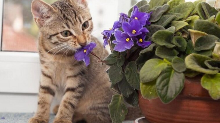 Кімнатні рослини можуть бути небезпечні для псів та котів: які квіти не можна гризти тваринам