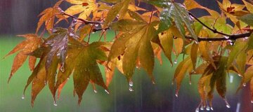 Очікуються періодичні дощі: Діденко про погоду на понеділок
