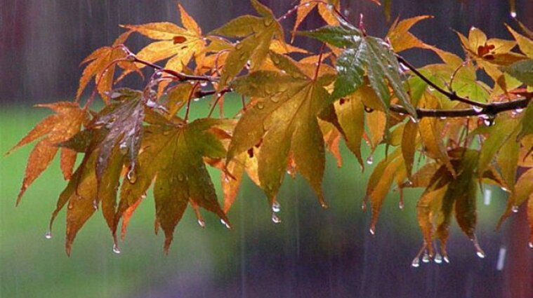 Ожидаются периодические дожди: Диденко о погоде на понедельник