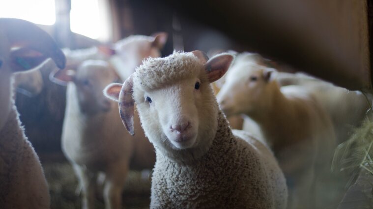 Почти 200 овец сгорели заживо в Одесской области