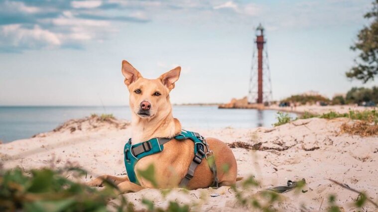 Собака з Києва встановив рекорд за кількістю країн та міст, у яких побував