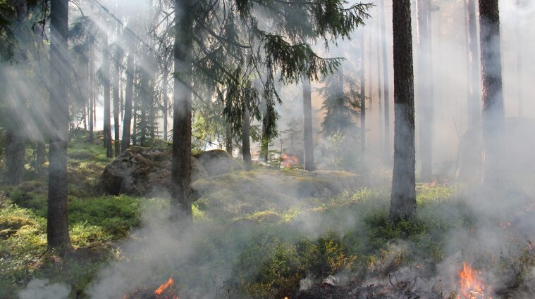В Киеве и области ожидается чрезвычайный уровень пожарной опасности