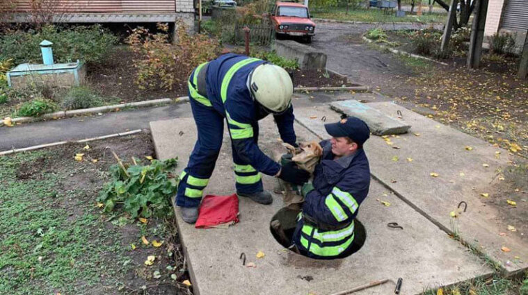 Спасатели вызволили щенка, упавшего в колодец - фото