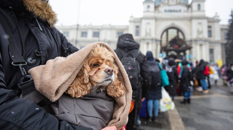 Перевозка животных из Украины в Польшу: в Укрзализныце рассказали о новых правилах