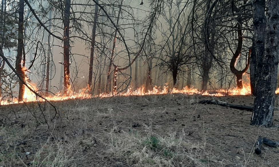 Пожежа у лісі Донецької області 