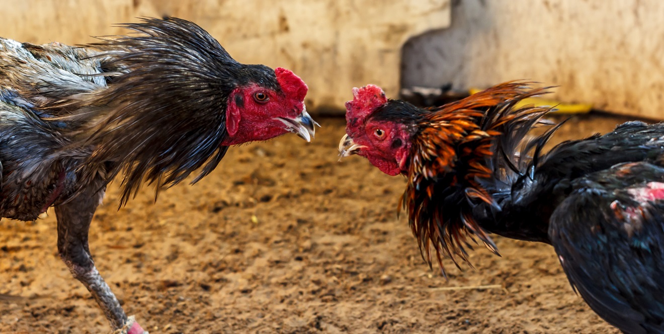 На Філіппінах під час рейду бійцівський півень вбив поліцейського