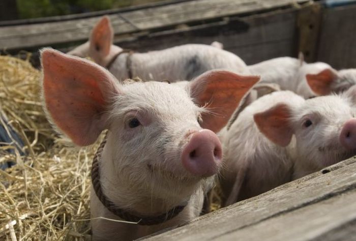 Американка в Дніпрі у квартирі утримувала теля та порося - фото