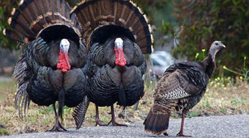 В Великобритании уничтожат более 10 тысяч индюков из-за птичьего гриппа