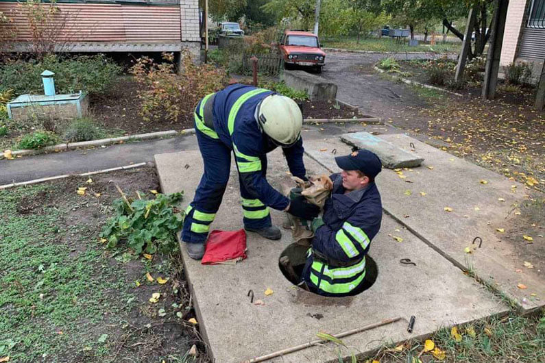 Надзвичайники врятували цуценя, яке впало у колодязь - фото