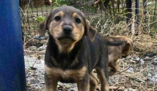 У Дніпрі діти забили двомісячне цуценя до смерті