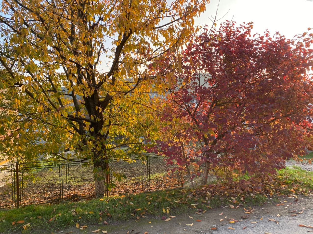 Сніг скасовується: в Україні сьогодні потепліє