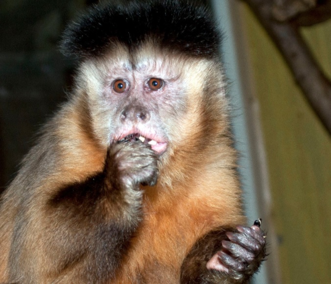 Фіксуються смертельні випадки: віспу мавп виявили вже у 27 країнах світу