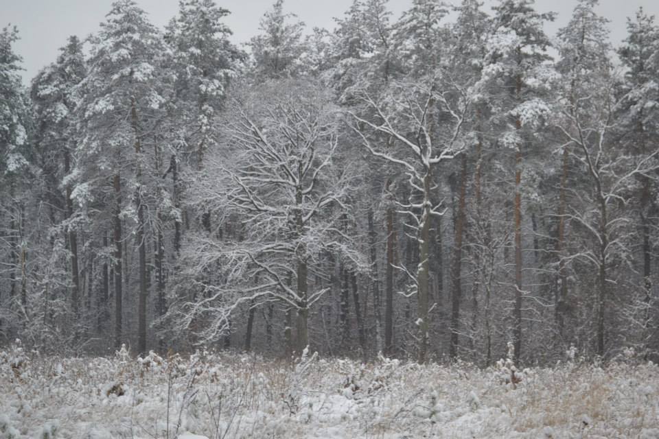Сніг, дощі та вітер: синоптики розповіли про погоду в Україні