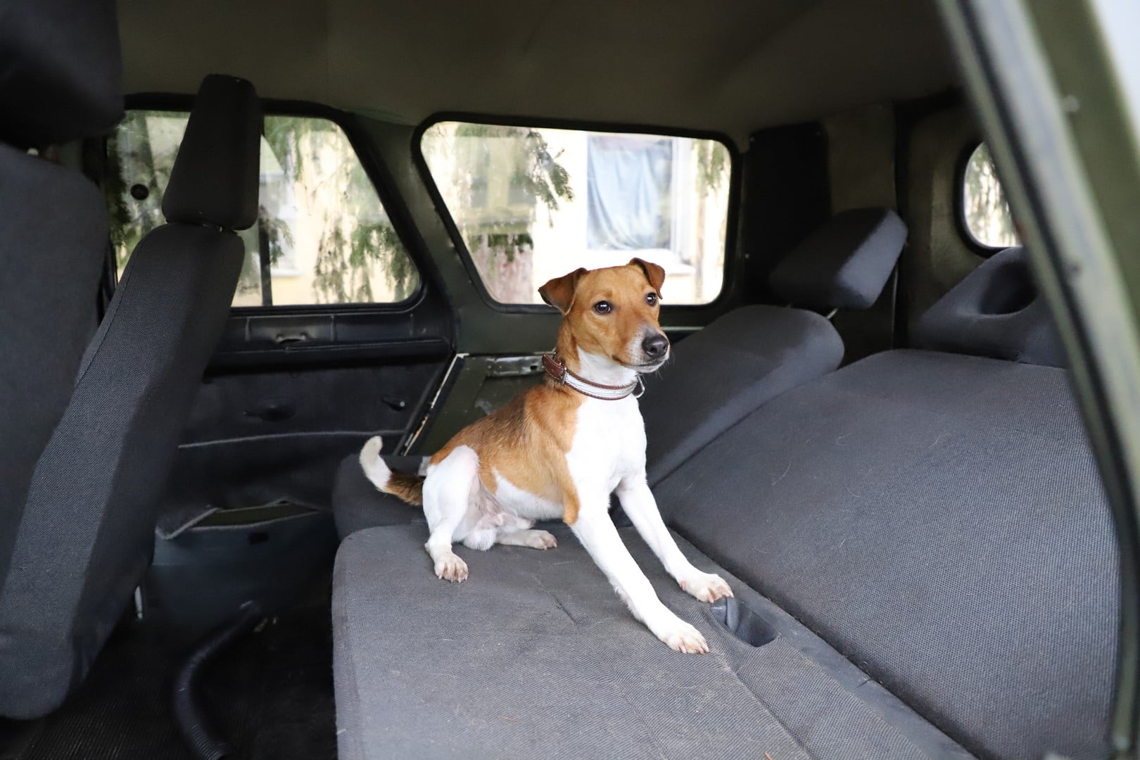 Охорона кордонів у надійних лапах: "собачий спецназ" склав іспит