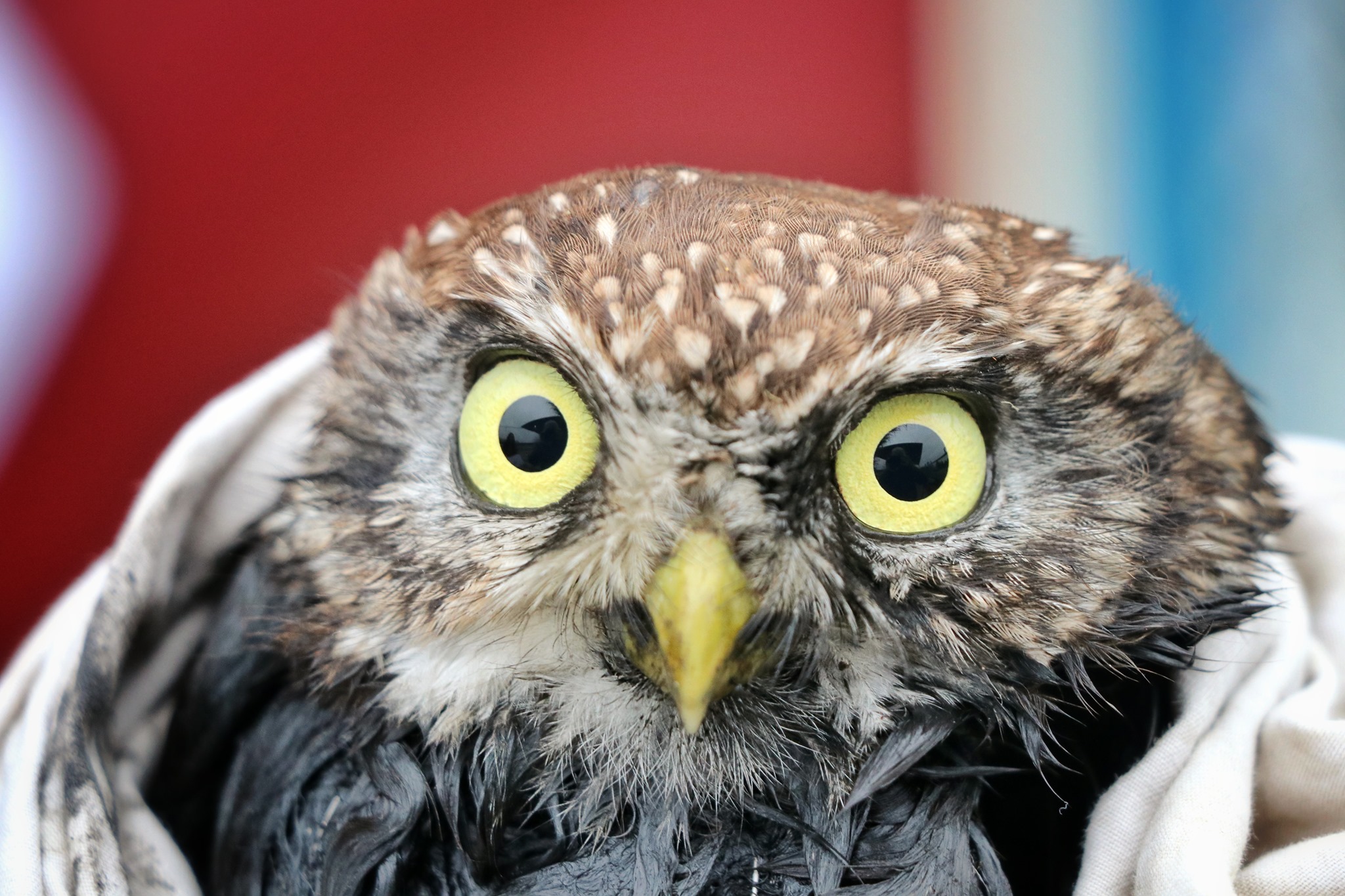 В Днепре спасли сыча, который едва не утонул в мазуте