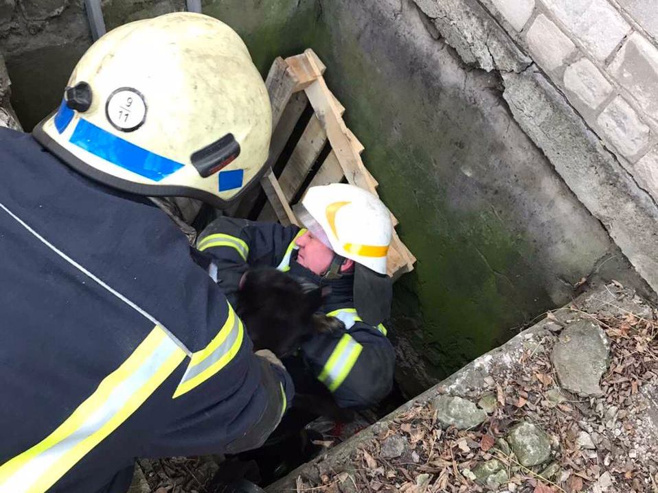 Порятунок собаки у Кам'янському