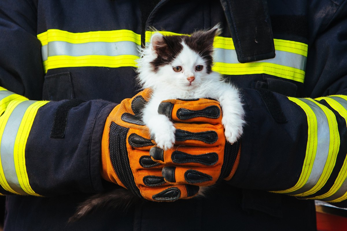 Надзвичайникам довелося рятувати кота, який "шукав пригод на одне місце"