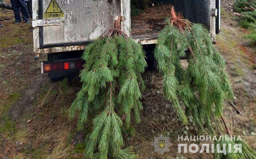 В лесу Черниговской области мужчины нарубили 800 сосен