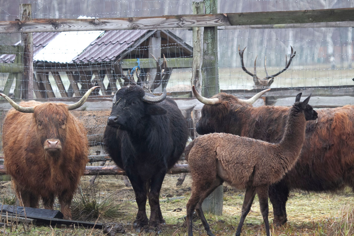 На Чернігівщині створили заповідник для фотополювання