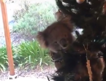 коала на новорічній ялинці