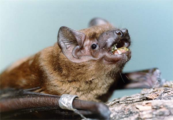 Понад 200 кажанів з Червоної книги України врятували в Івано-Франківській області