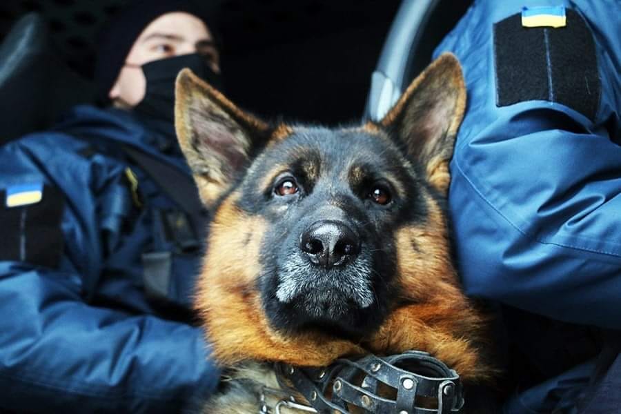 Переховувалася у подруги: в Черкасах службовий пес знайшов 13-річну дівчинку