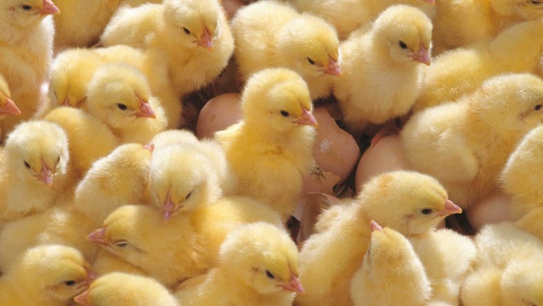 В Германии запретят убивать цыплят-самцов