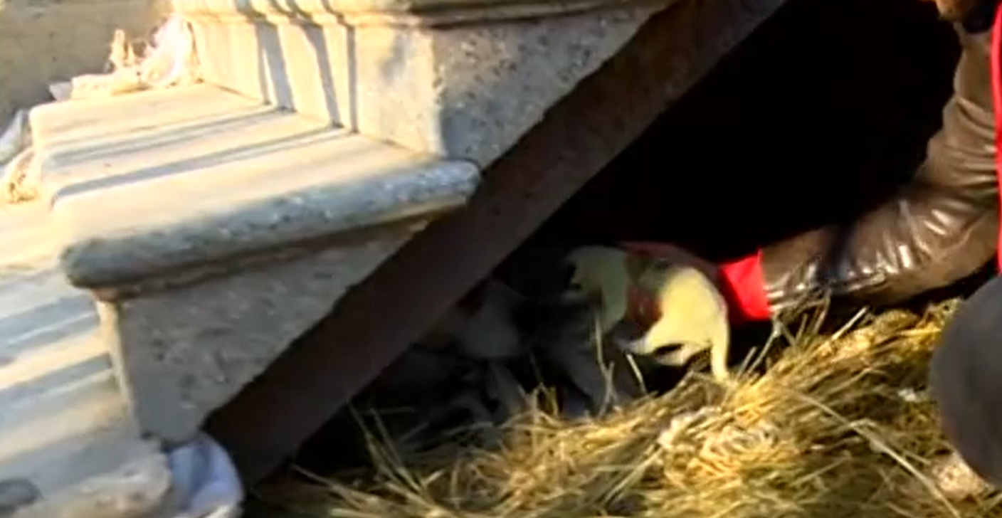 Щенок зеленого цвета родился в Грузии - видео