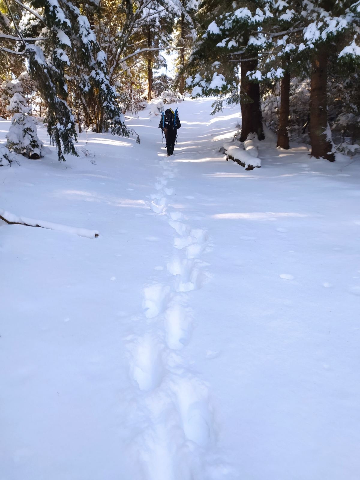 На Закарпатті знайшли сліди зниклого п'ять днів тому туриста