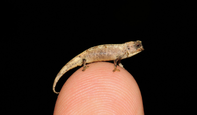 Ученые нашли самую маленькую рептилию в мире - нанохамелеона