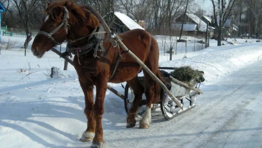 Кінь у санях: на Львівщині двірник вигадав новий метод розчищення вулиць від снігу - відео