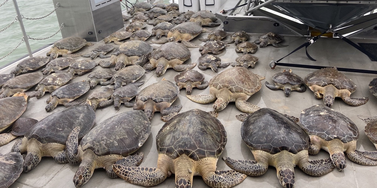 Ледь не потонули: В Техасі врятували близько 4700 морських черепах від холоду