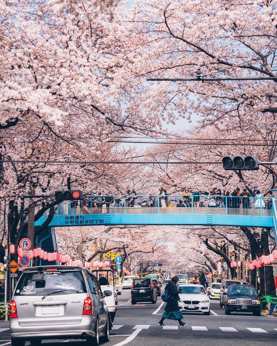У Японії розквітли сакури (фото)