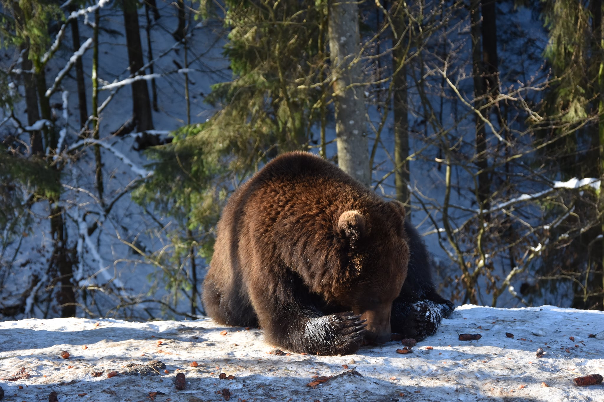 На Закарпатті прокинулися бурі ведмеді