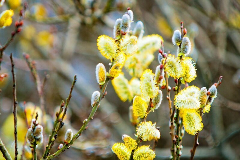 Станет прохладнее и пойдут дожди: прогноз погоды на март