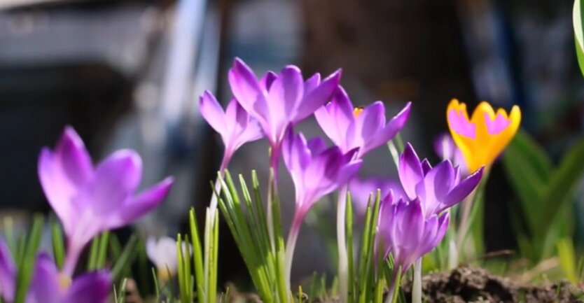 Які квіти не варто дарувати на 8 Березня і чому