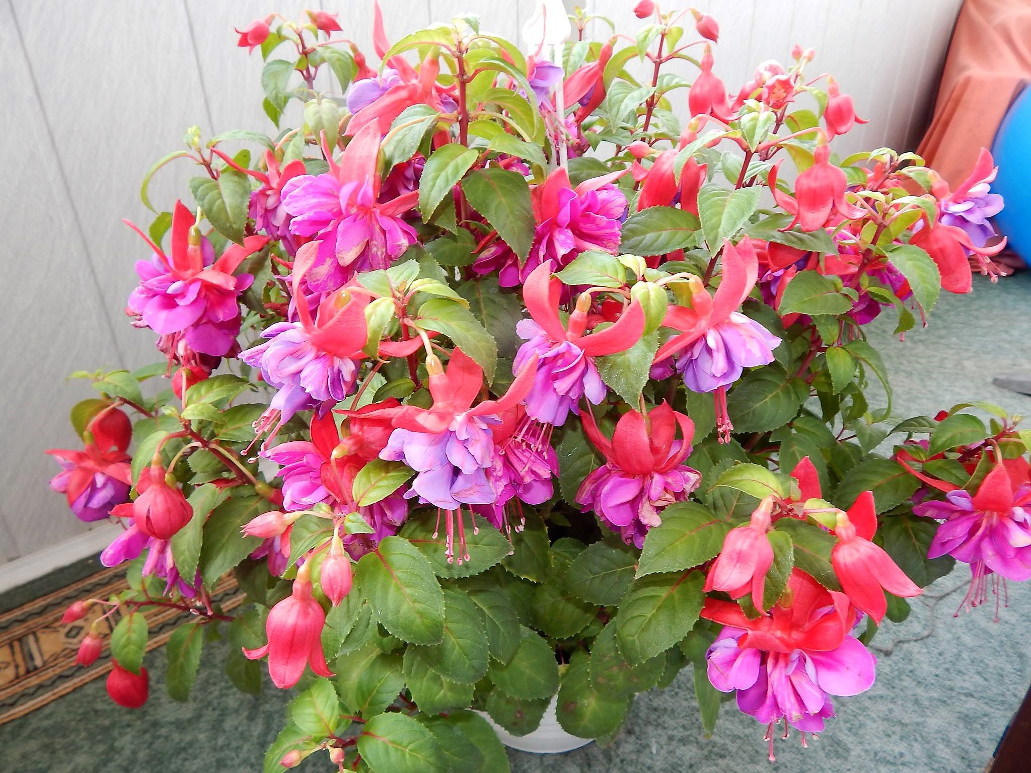 Спека повертається до України: прогноз погоди на 27 червня