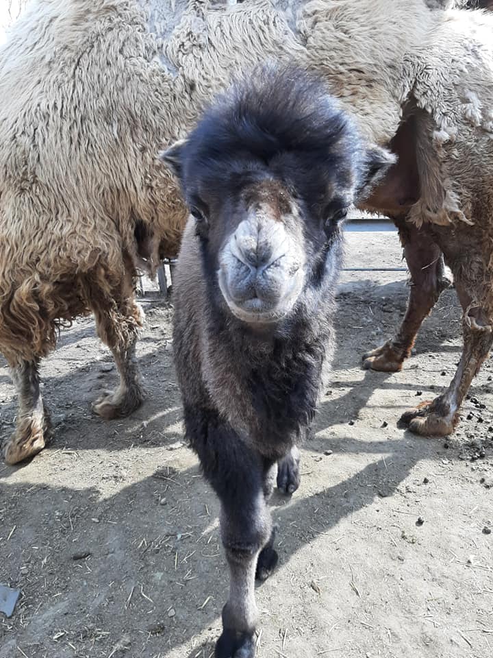 Сильный и здоровый: в Одессе родился верблюжонок
