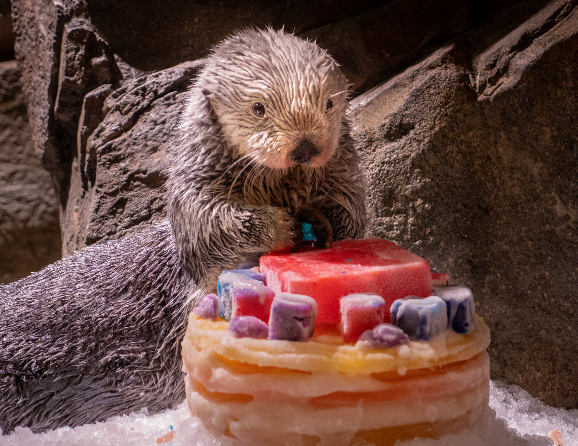 Выдры с океанариума в США заразились коронавирусом