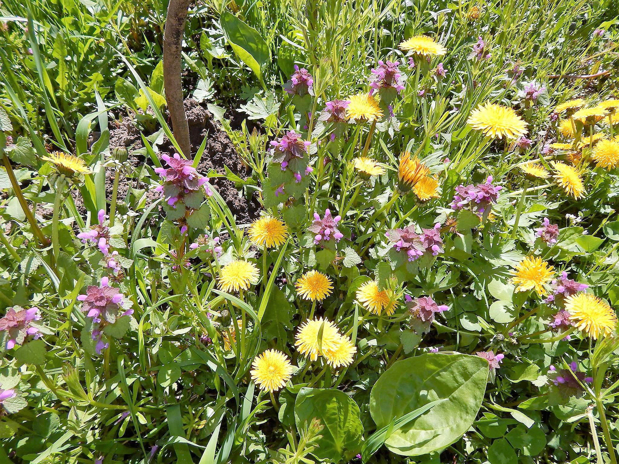 Сухо и умеренно тепло будет в Украине 11 апреля