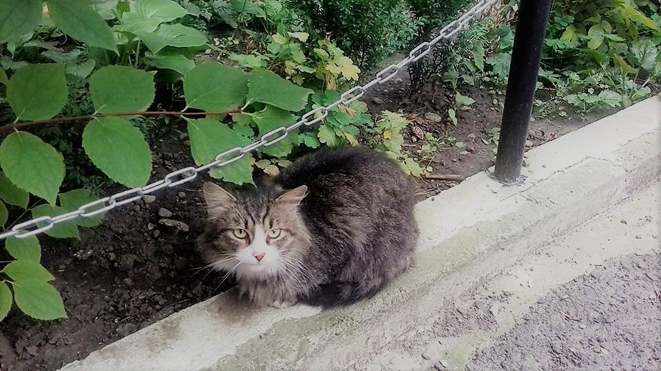 Похолодання та опади: синоптики про погоду в Україні