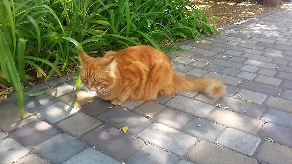 До кінця травня в Україні буде тепло і літні дощі