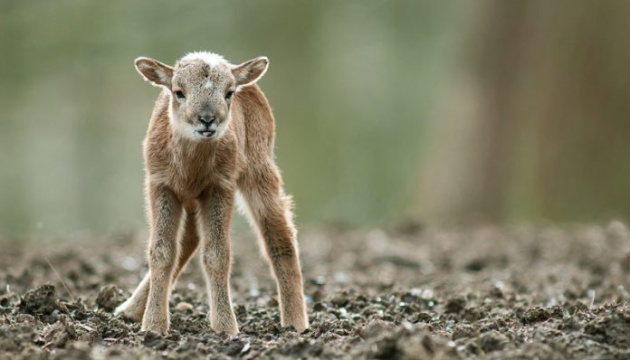 Смерть через дурість: на Чернігівщині у парку загинуло дике бараненя