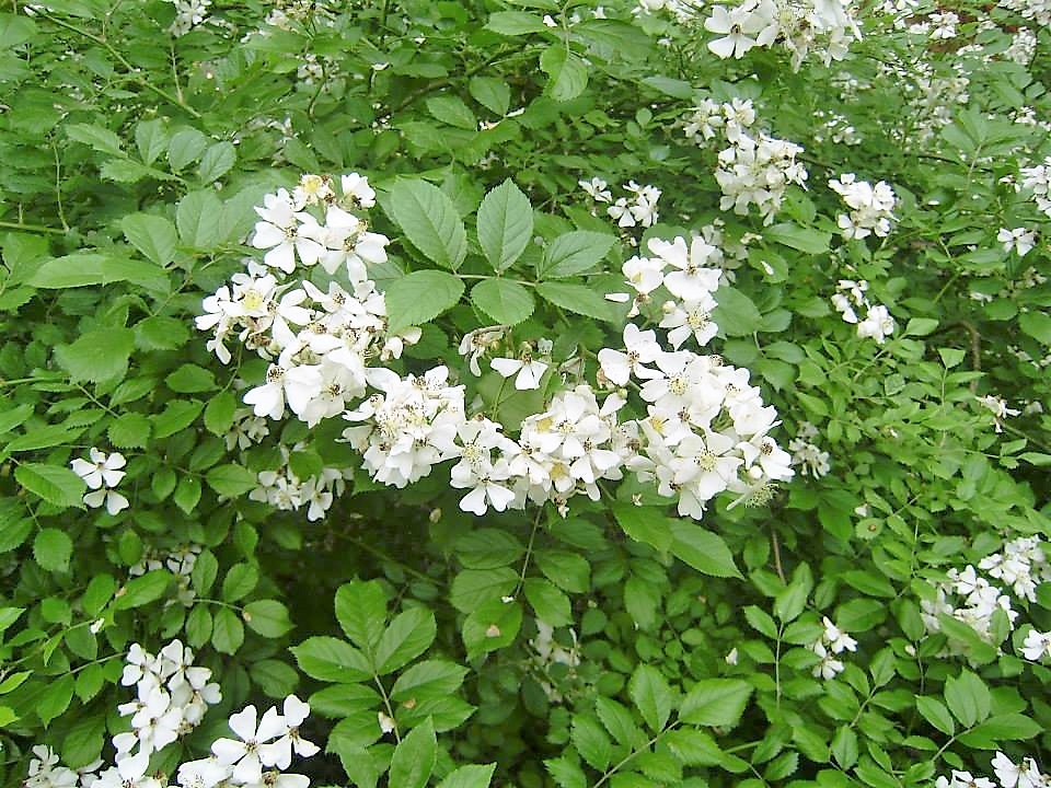 Облачно и умеренно тепло будет в Украине 12 апреля