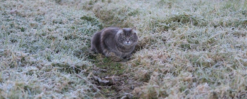 Заморозки і сніг прогнозують синоптики в Україні