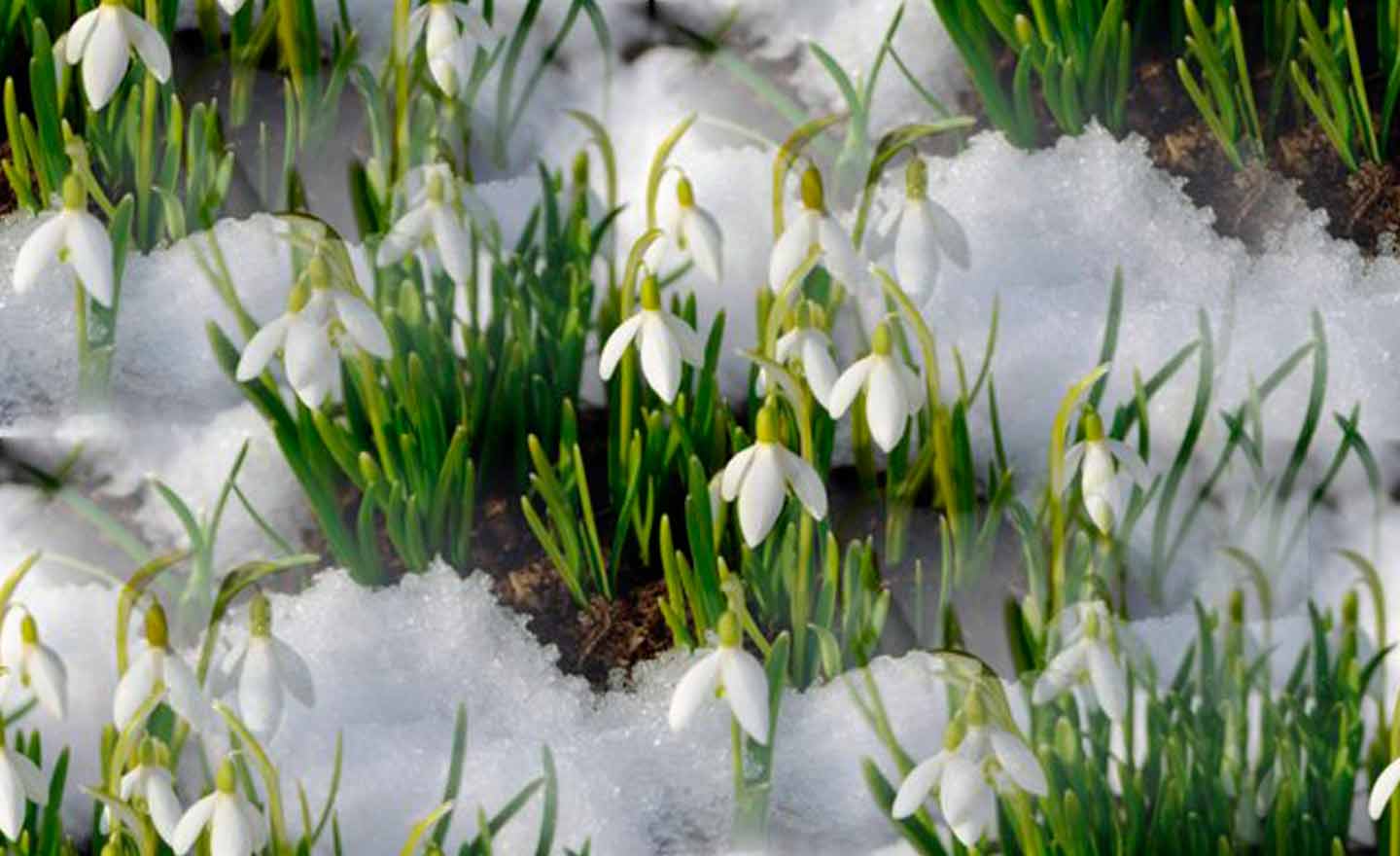 Сильний мокрий сніг охопить всю Україну: прогноз синоптиків